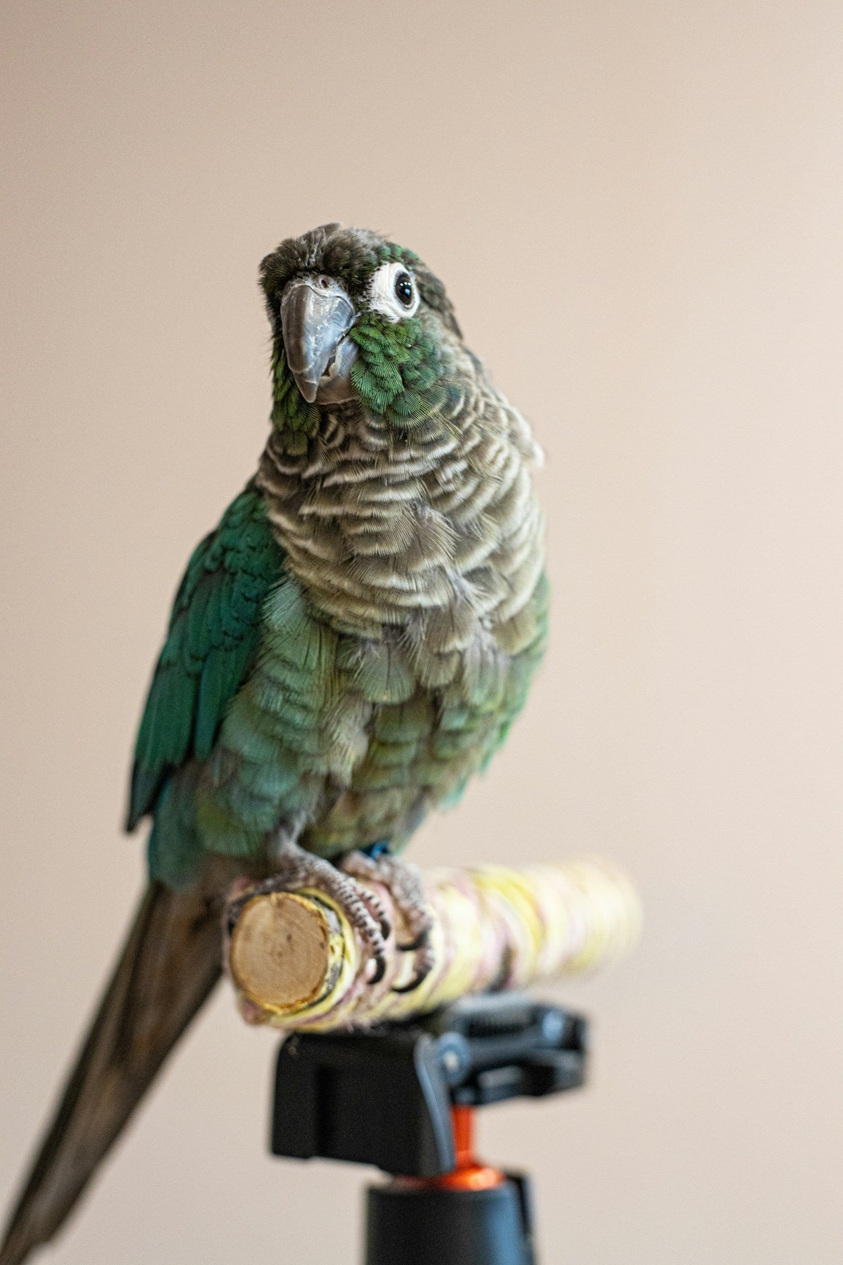 Bird Supplies