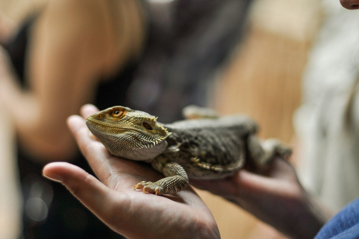 Reptile Supplies